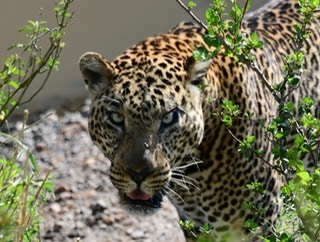 Leopard eyes